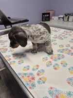 STELLA GRACE, a female Miniature Dachshund for sale in Newberry, SC – 1 of 7