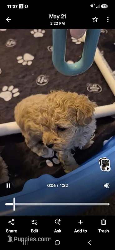 Ace – Poodle - Toy  puppy for sale in Newberry, SC