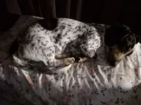 Dottie, a female Dachshund for sale in Newberry, SC – 4 of 5
