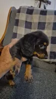 Tater, a male Dachshund for sale in Newberry, SC – 8 of 10