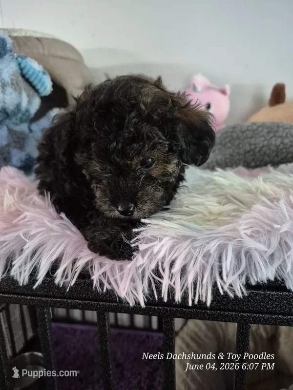 Diesel – Poodle - Toy  puppy for sale in Newberry, SC