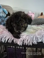 Diesel, a male Poodle - Toy  for sale in Newberry, SC – 2 of 10