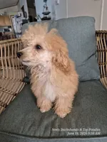 Fozzie Bear, a male Poodle - Toy  for sale in Newberry, SC – 3 of 4