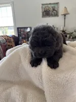 Muffy, a male Chow Chow for sale in Raleigh, NC – Photo 3 of 4