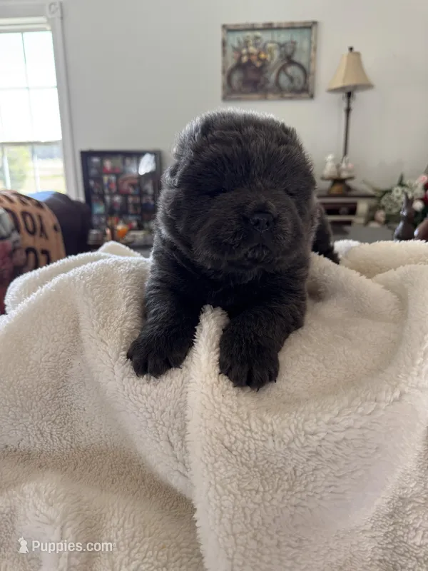 Muffy – Chow Chow puppy on hold in Raleigh, NC