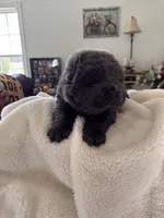 Muffy, a male Chow Chow for sale in Raleigh, NC – Photo 2 of 4