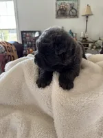 Muffy, a male Chow Chow for sale in Raleigh, NC – Photo 4 of 4