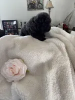 Daisy, a female Chow Chow for sale in Raleigh, NC – Photo 2 of 3