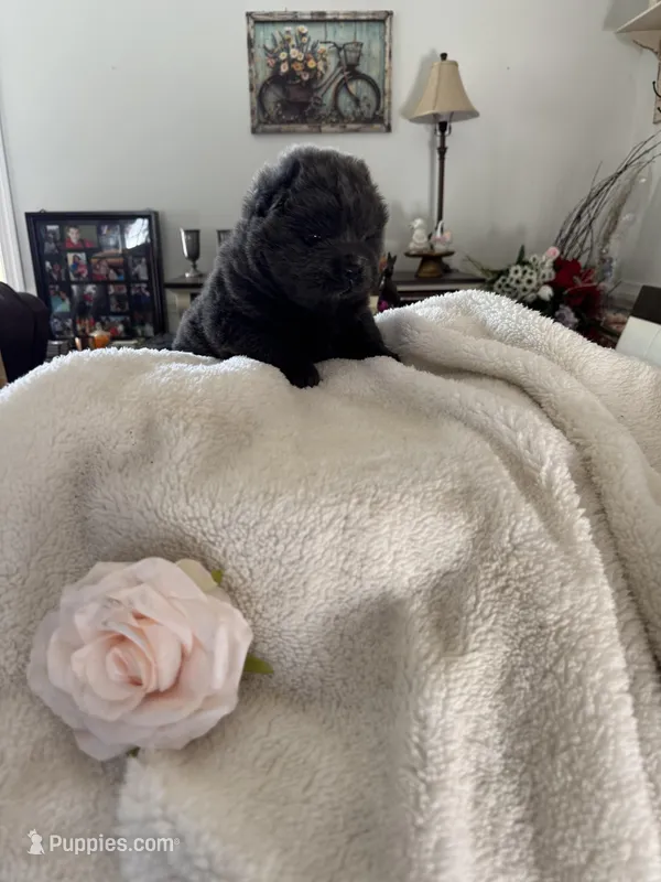 Daisy – Chow Chow puppy for sale in Raleigh, NC
