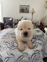 Chase, a male Chow Chow for sale in Raleigh, NC – Photo 5 of 5