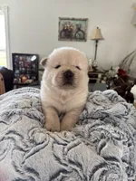 Chase, a male Chow Chow for sale in Raleigh, NC – Photo 4 of 5