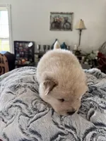 Chase, a male Chow Chow for sale in Raleigh, NC – Photo 3 of 5