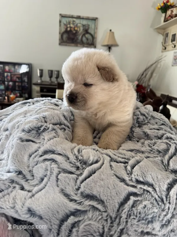 Chase – Chow Chow puppy for sale in Raleigh, NC