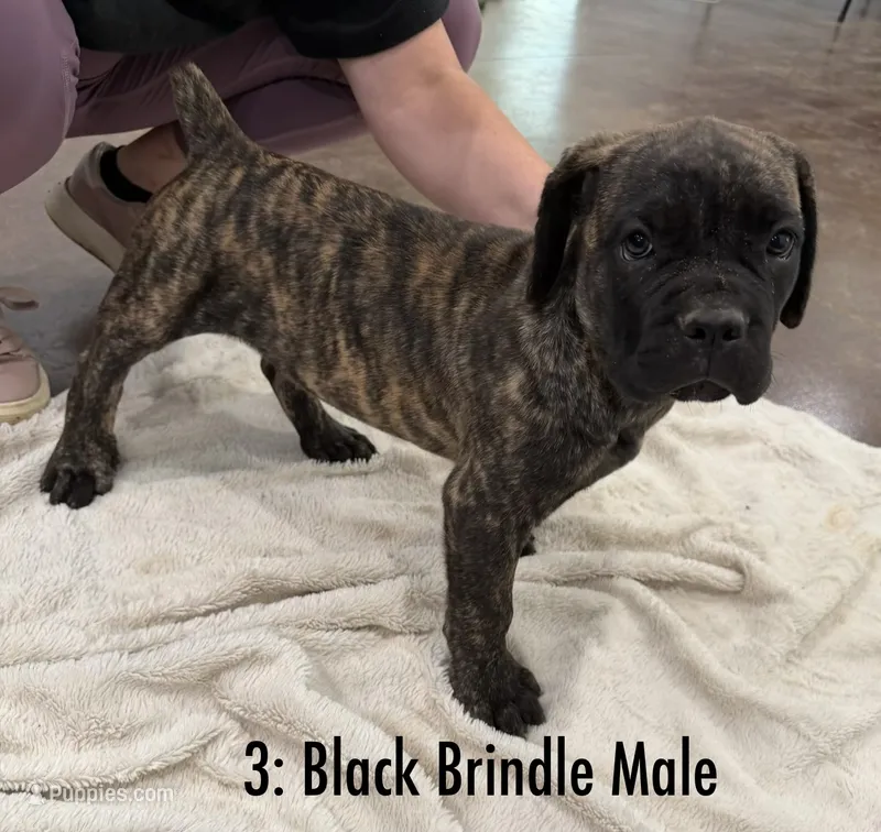 3: Black Brindle Male – Cane Corso puppy for sale in Gladewater, TX