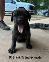 3: Black Brindle Male, a male Cane Corso for sale in Gladewater, TX – 1 of 4