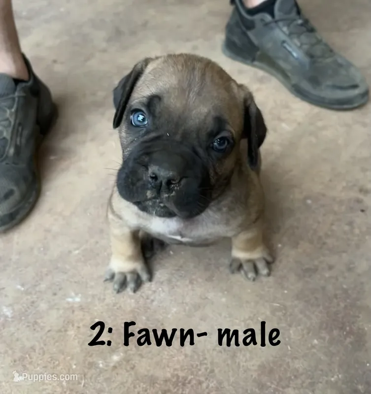 2: Fawn Male  – Cane Corso puppy for sale in Gladewater, TX