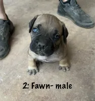 2: Fawn Male , a male Cane Corso for sale in Gladewater, TX – 1 of 4