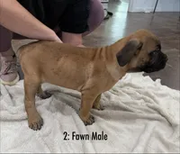2: Fawn Male , a male Cane Corso for sale in Gladewater, TX – 3 of 7