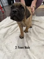 2: Fawn Male , a male Cane Corso for sale in Gladewater, TX – 2 of 7