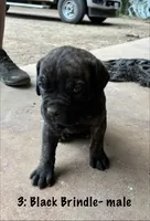3: Black Brindle Male, a male Cane Corso for sale in Gladewater, TX – 3 of 4