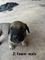 2: Fawn Male , a male Cane Corso for sale in Gladewater, TX – 3 of 4