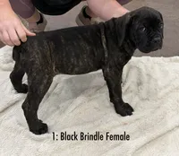 1: Black Brindle Female, a female Cane Corso for sale in Gladewater, TX – 1 of 6