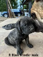3: Black Brindle Male, a male Cane Corso for sale in Gladewater, TX – 4 of 4
