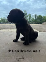 3: Black Brindle Male, a male Cane Corso for sale in Gladewater, TX – 2 of 4