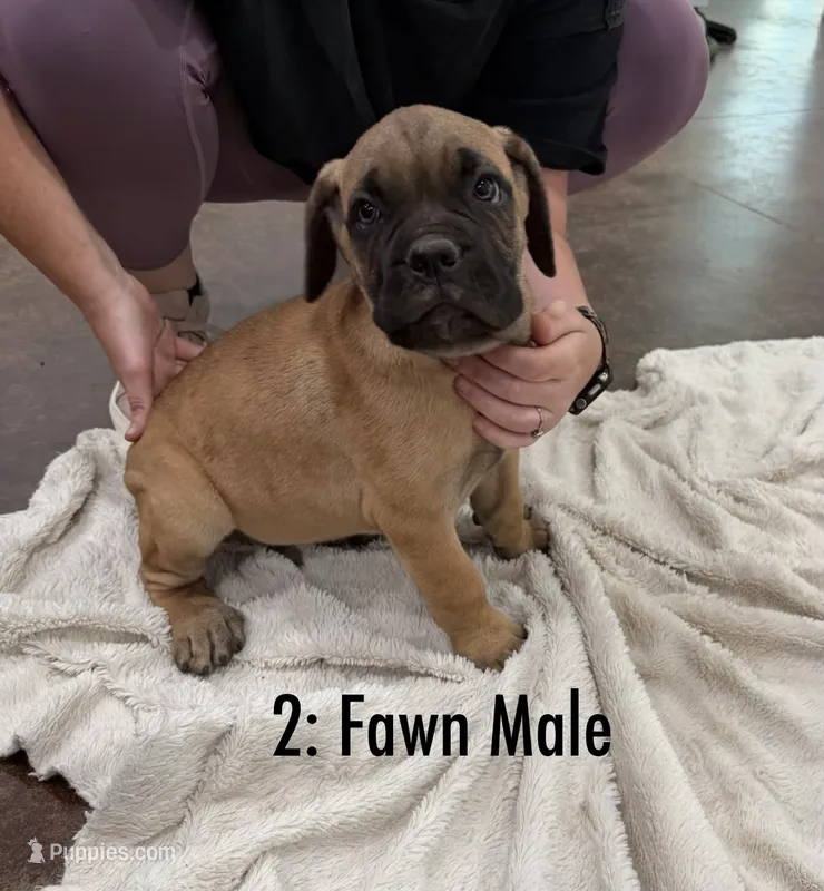 2: Fawn Male  – Cane Corso puppy for sale in Gladewater, TX