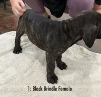 1: Black Brindle Female, a female Cane Corso for sale in Gladewater, TX – 3 of 6