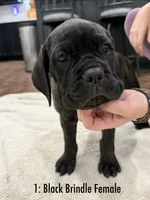 1: Black Brindle Female, a female Cane Corso for sale in Gladewater, TX – 2 of 6