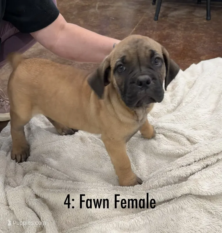 4: Fawn Female – Cane Corso puppy for sale in Gladewater, TX