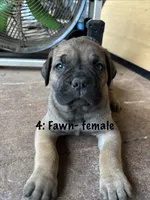 4: Fawn Female, a male Cane Corso for sale in Gladewater, TX – 2 of 3