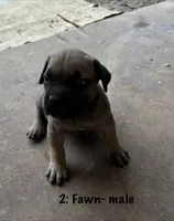 2: Fawn Male , a male Cane Corso for sale in Gladewater, TX – 4 of 4