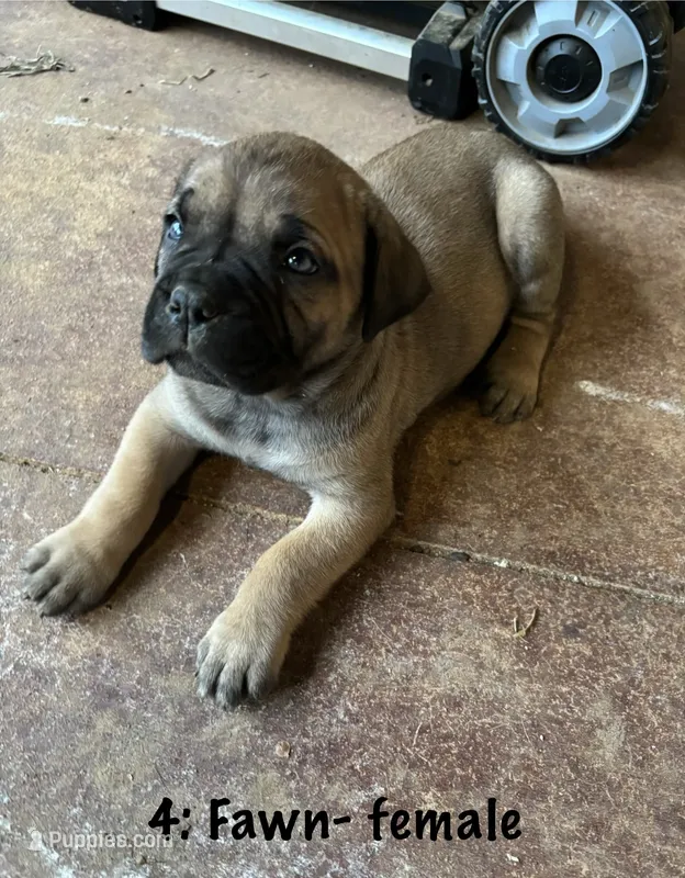 4: Fawn Female – Cane Corso puppy for sale in Gladewater, TX