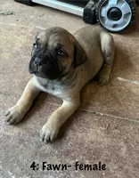 4: Fawn Female, a male Cane Corso for sale in Gladewater, TX – 1 of 3