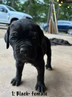 1: Black Female, a female Cane Corso for sale in Gladewater, TX – 3 of 3