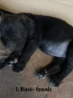 1: Black Female, a female Cane Corso for sale in Gladewater, TX – 1 of 3