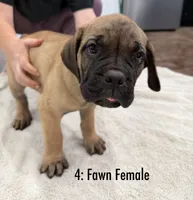 4: Fawn Female, a female Cane Corso for sale in Gladewater, TX – 2 of 6