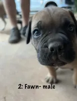 2: Fawn Male , a male Cane Corso for sale in Gladewater, TX – 2 of 4