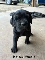 1: Black Female, a female Cane Corso for sale in Gladewater, TX – 2 of 3