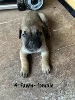 4: Fawn Female, a male Cane Corso for sale in Gladewater, TX – 3 of 3