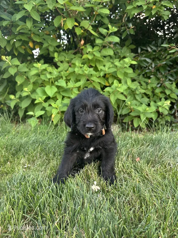 Banner – Labradoodle puppy for sale in Lititz, PA