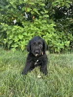 Banner, a male Labradoodle for sale in Lititz, PA – 1 of 4