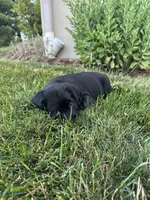 Loki, a male Labradoodle for sale in Lititz, PA – 4 of 4
