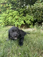 Gamora, a male Labradoodle for sale in Lititz, PA – 4 of 4