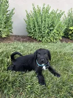 Mantis, a female Labradoodle for sale in Lititz, PA – 3 of 4