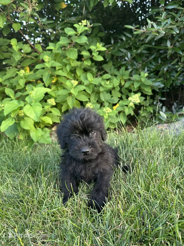 Groot – Labradoodle puppy for sale in Lititz, PA