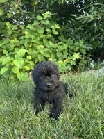 Groot, a male Labradoodle for sale in Lititz, PA – 1 of 3