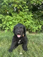 Banner, a male Labradoodle for sale in Lititz, PA – 2 of 4